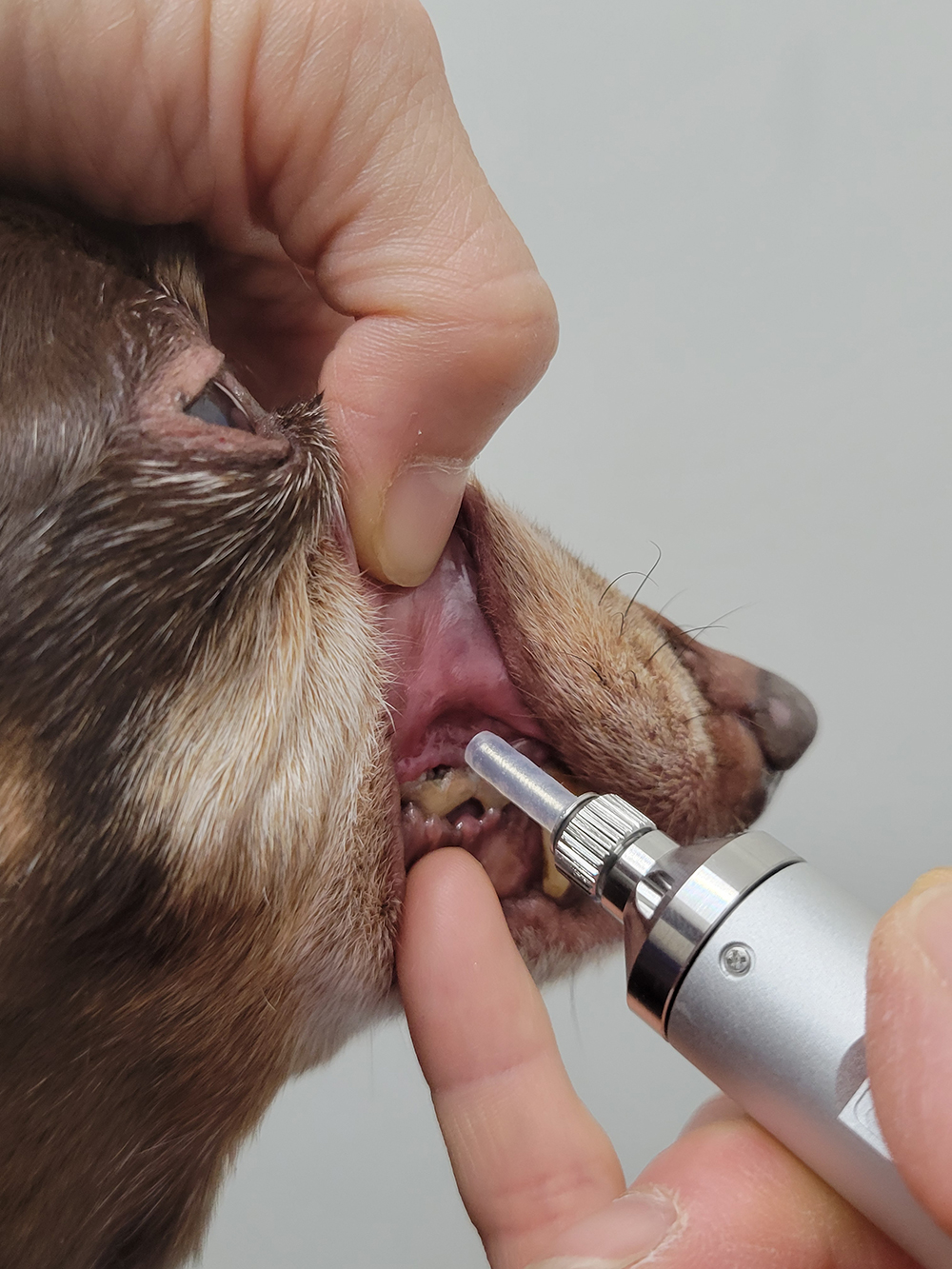 お口のトラブルでお悩みの皆さまに、画期的な企画です!!