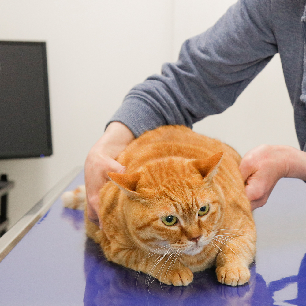 キャットアワーのご案内